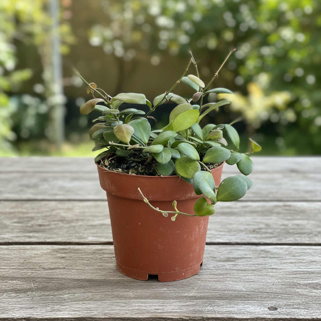 Hoya panchoi (IML0228)