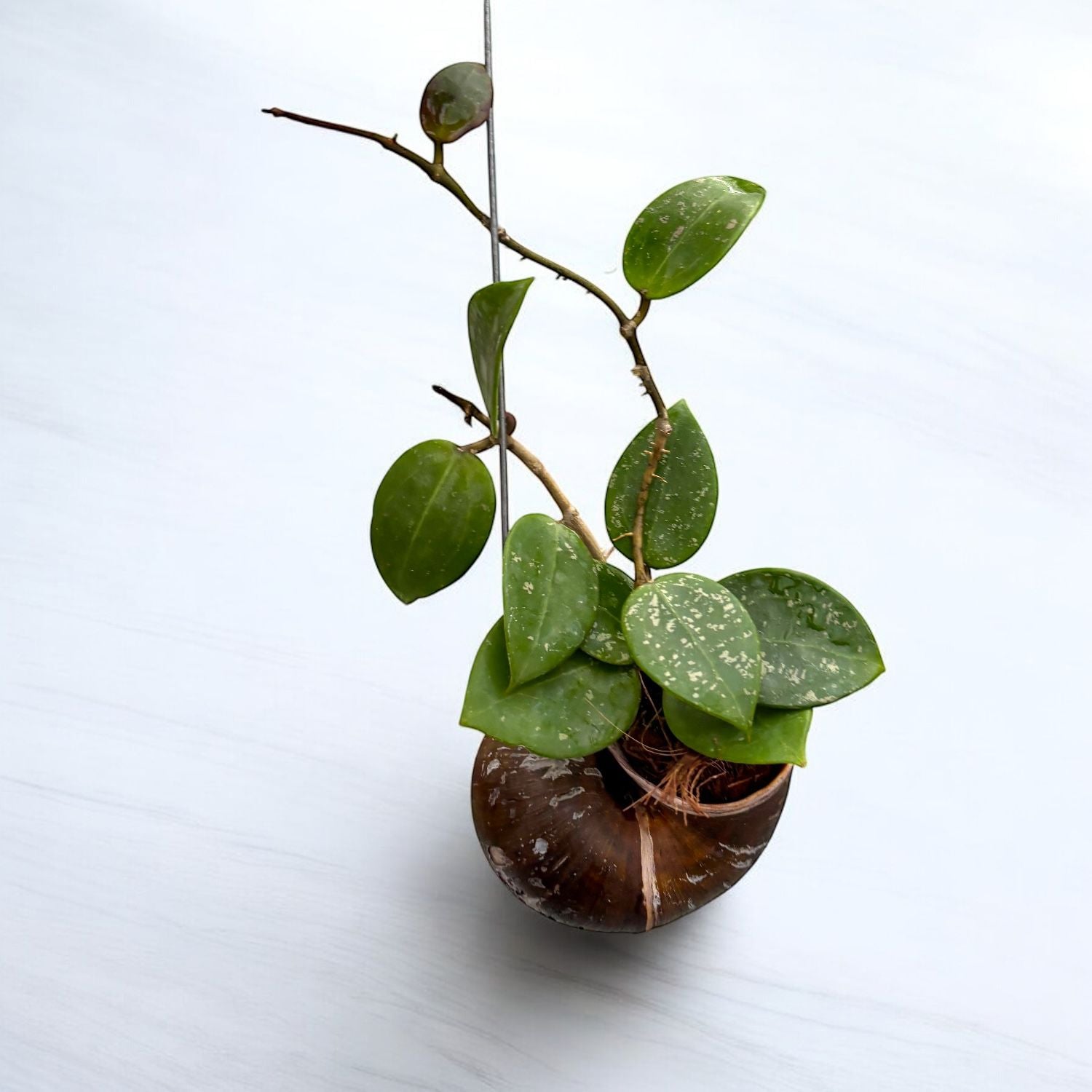 Hoya parasitica 'Heart Leaf Splash' 