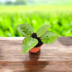 Hoya parasitica 'Black Margin'