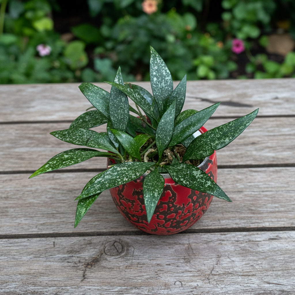 Hoya parviflora 'Splash'