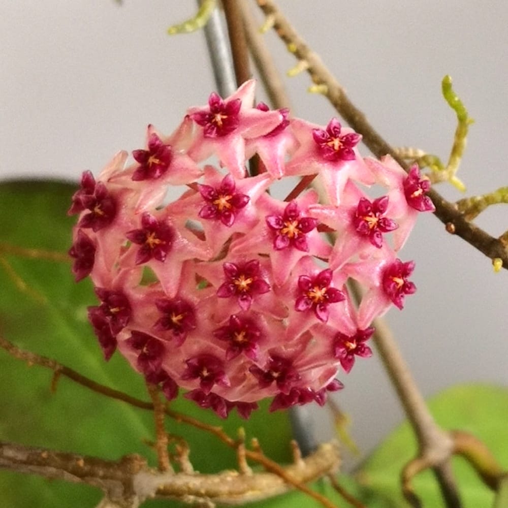 Hoya paulshirleyi