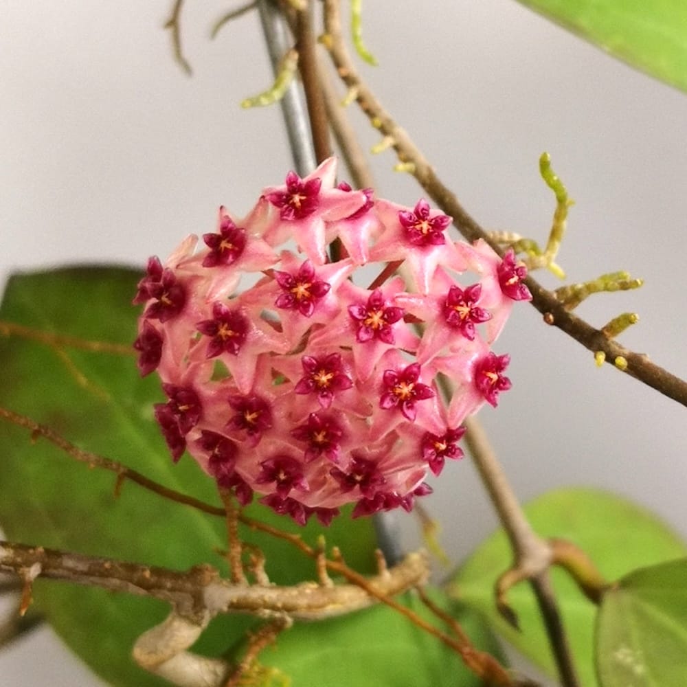 Hoya paulshirleyi