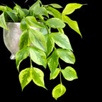 Hoya polyneura 'Broget' (variegata, mutation RC)