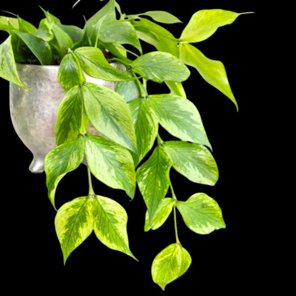 Hoya polyneura 'Broget' (variegata, mutation RC)