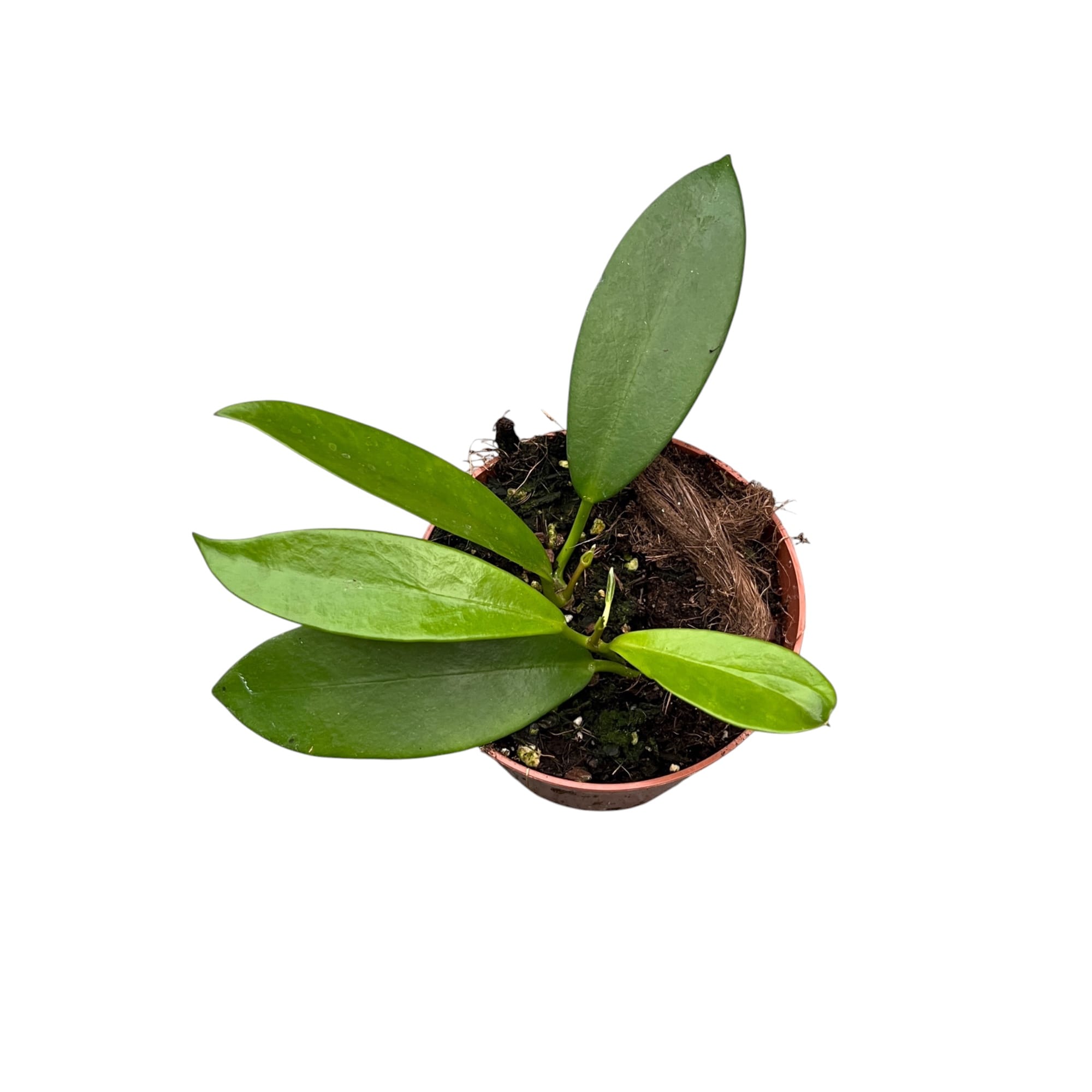 Hoya pubicalyx 'Black Dragon' (Hoya pubicorolla ssp. Anthracina)﻿