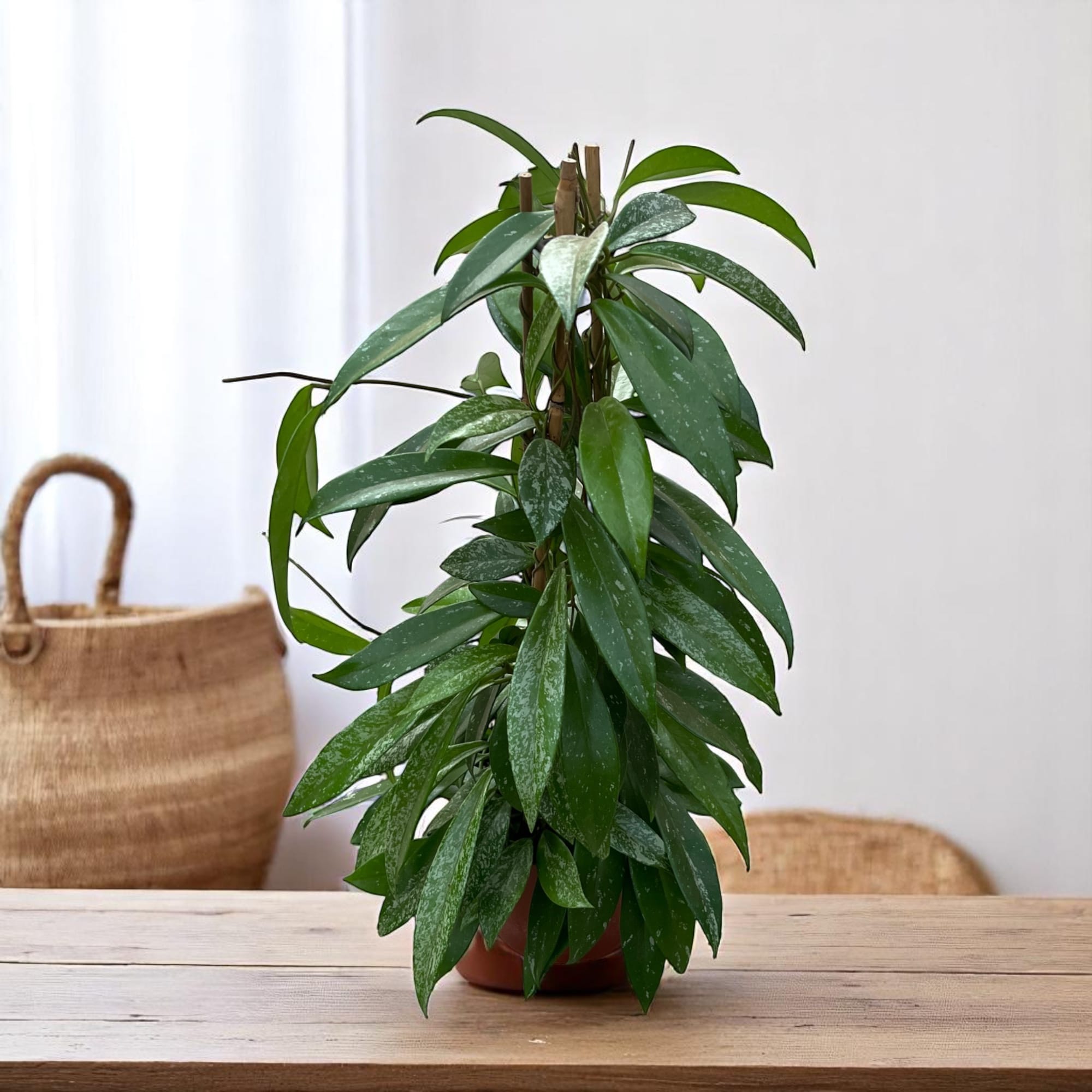 Hoya pubicalyx - exemplare mari, piramida