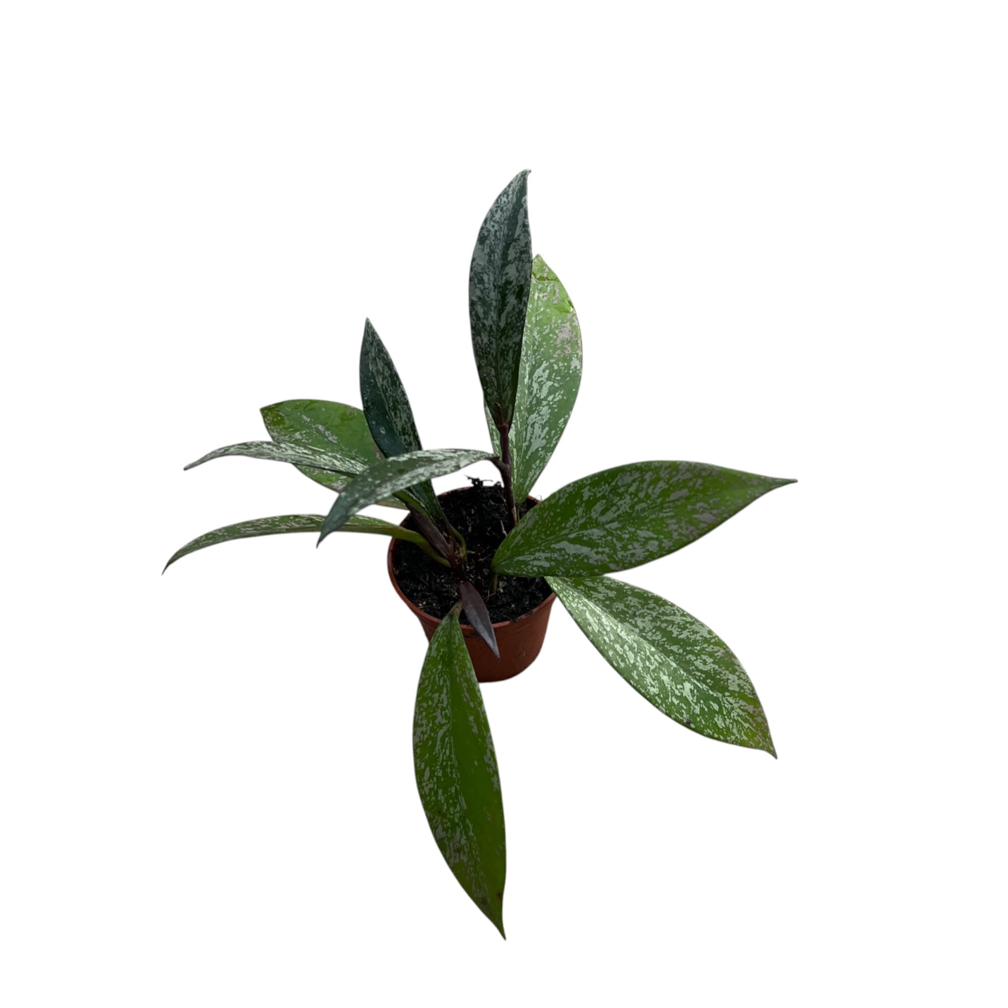 Hoya pubicalyx 'Reva' (super splash)