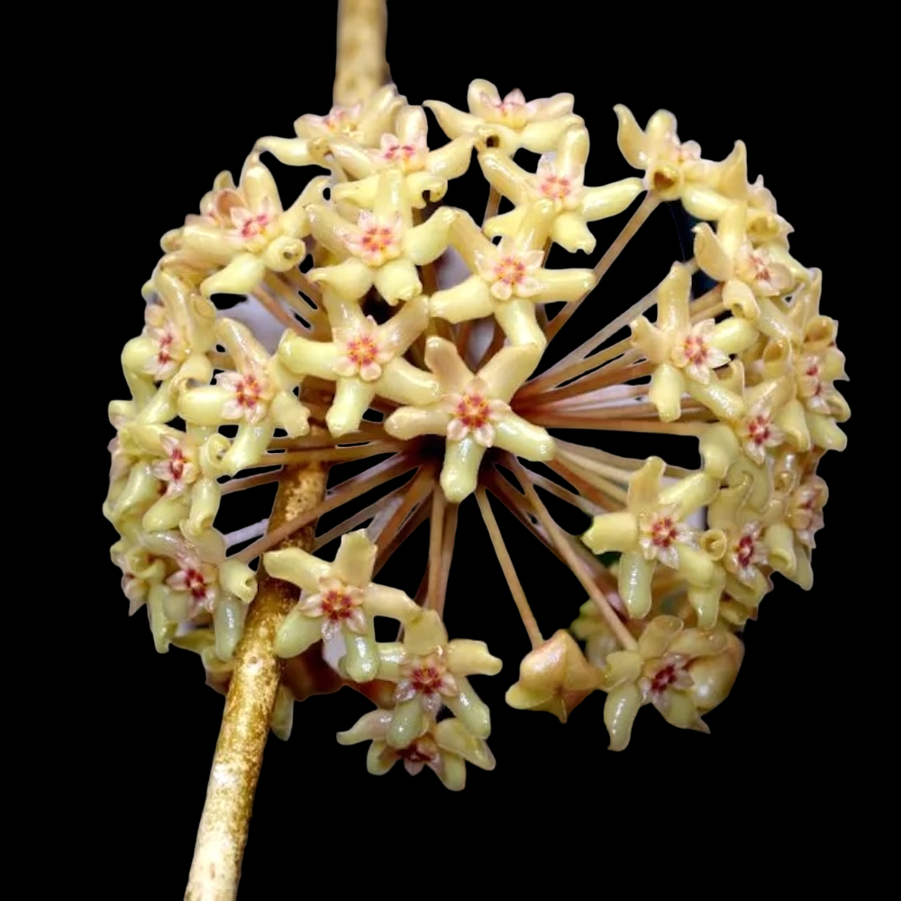Hoya quinquenervia