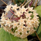 Hoya quinquenervia