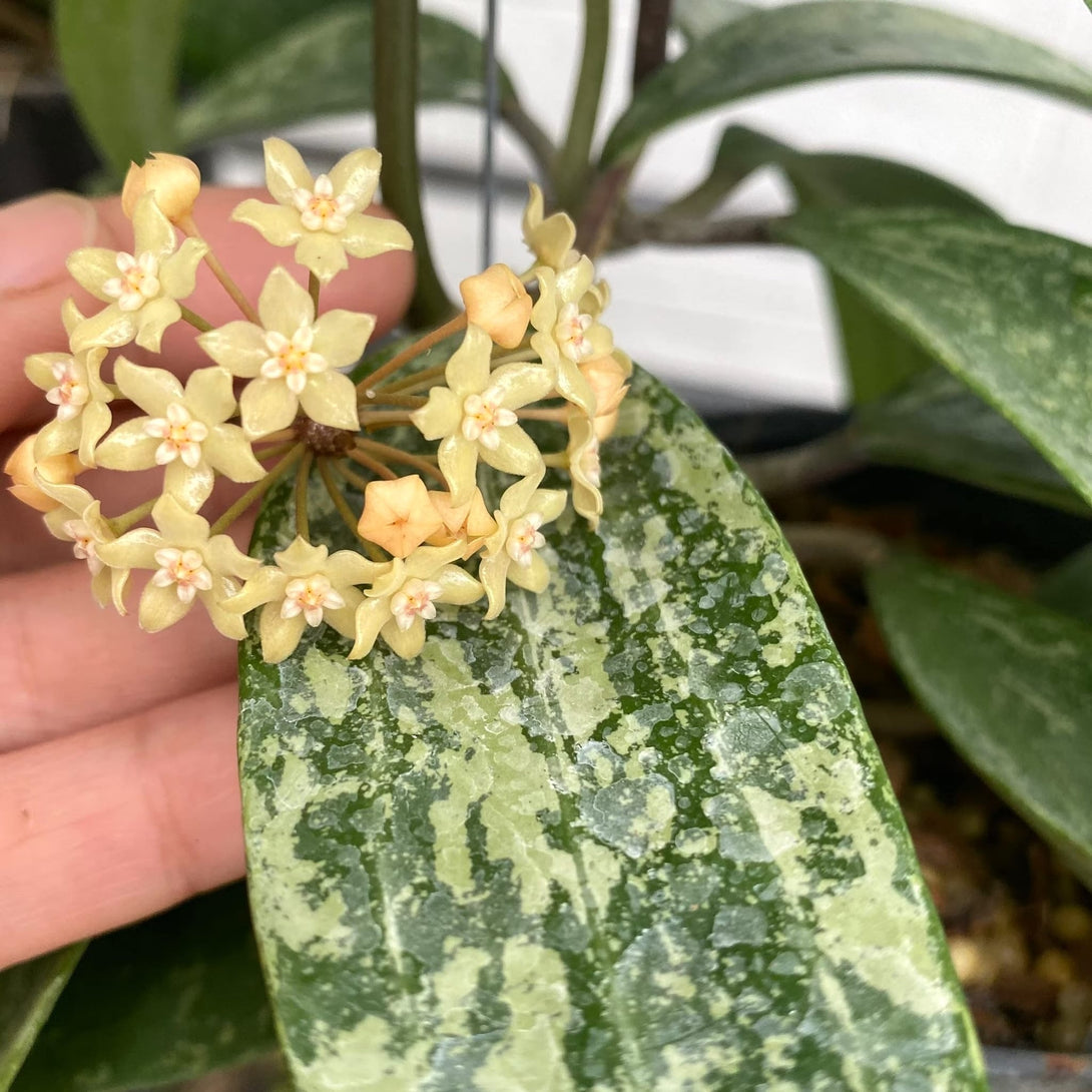 Hoya R83 Hoya rangsan (Splash) - full pots! – Floraria Secret Garden (SG)