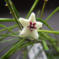 Hoya retusa (Grass Leafed Hoya)Hoya retusa (Grass Leafed Hoya)