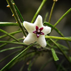 Hoya retusa (Grass Leafed Hoya)