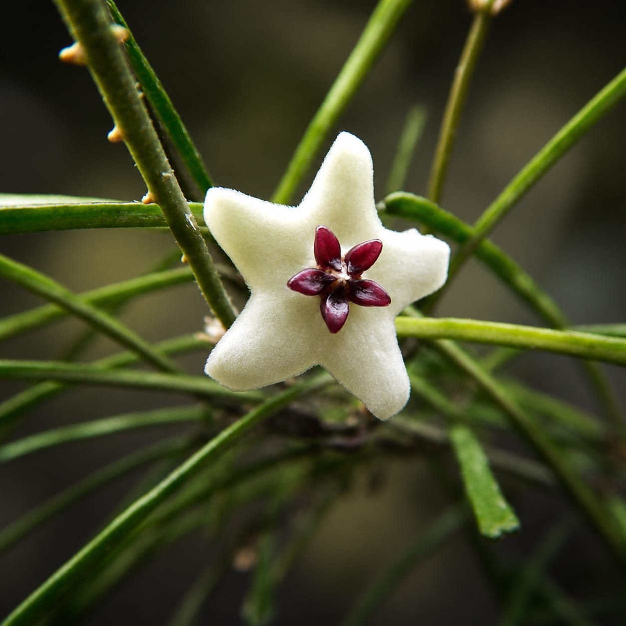 Hoya retusa (Grass Leafed Hoya)