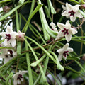 Hoya retusa (Grass Leafed Hoya)