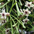 Hoya retusa (Grass Leafed Hoya)