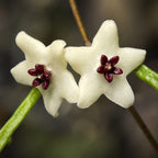 Hoya retusa (Grass Leafed Hoya)