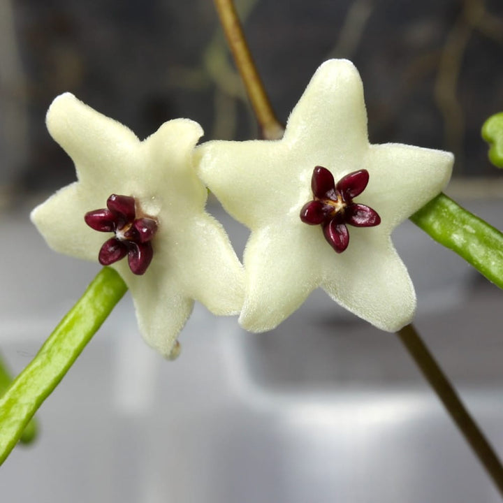 Hoya retusa (Grass Leafed Hoya)