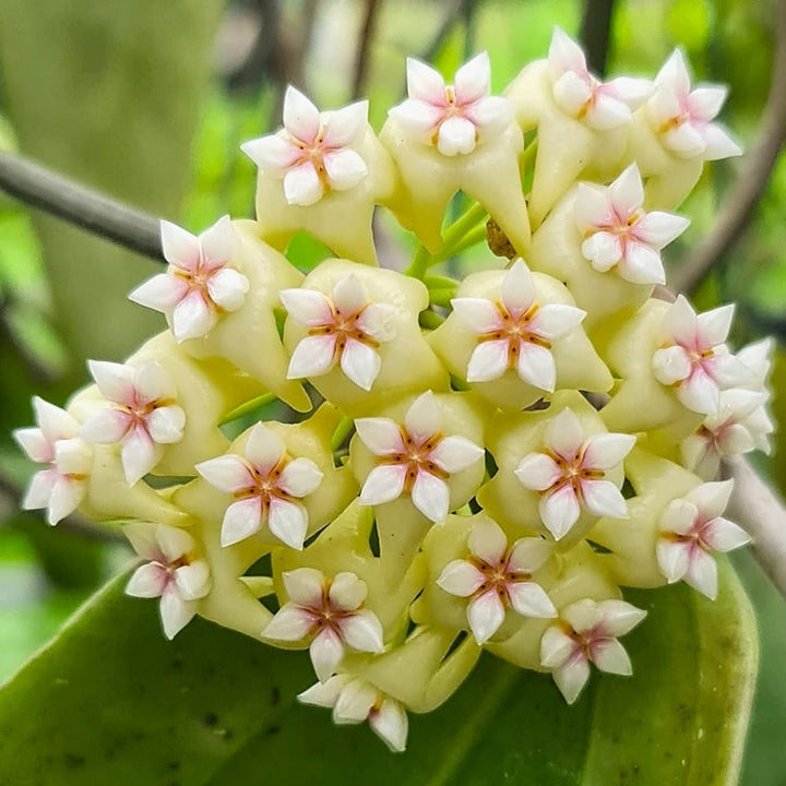 Hoya rigida