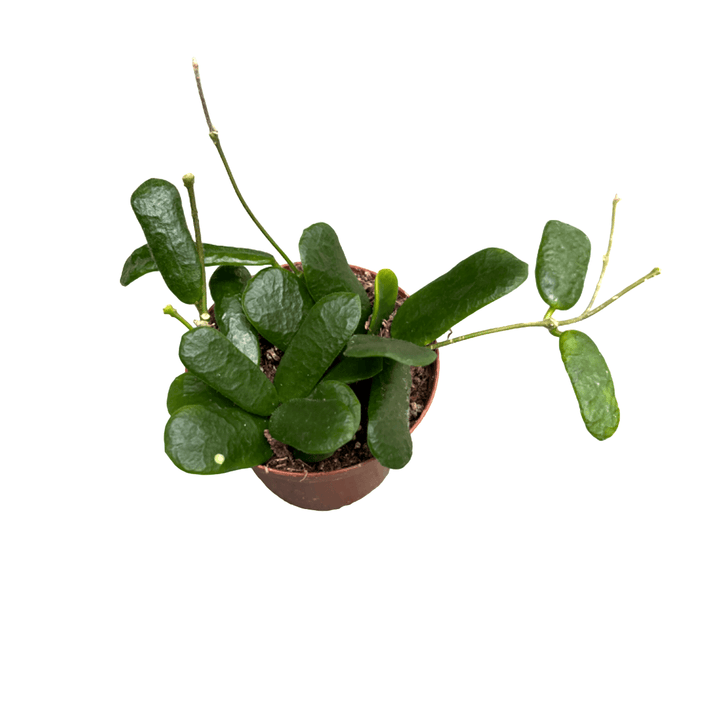 Hoya rotundiflora (square leaf hoya)