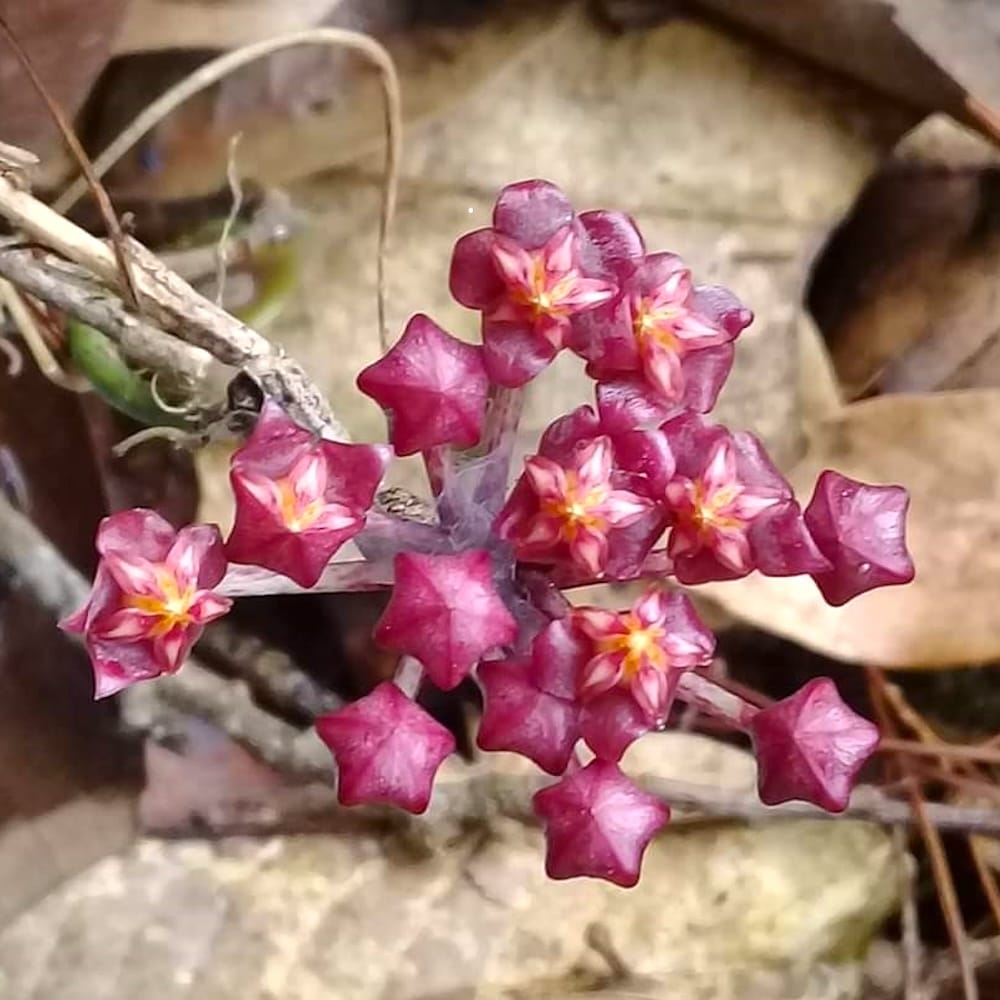 Hoya rundumensis 'Splash'