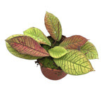 Hoya sp. Sabah (EPC-691)