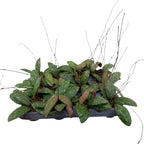 Hoya sigillatis 'Кръгъл лист' (Широка форма, AH001)