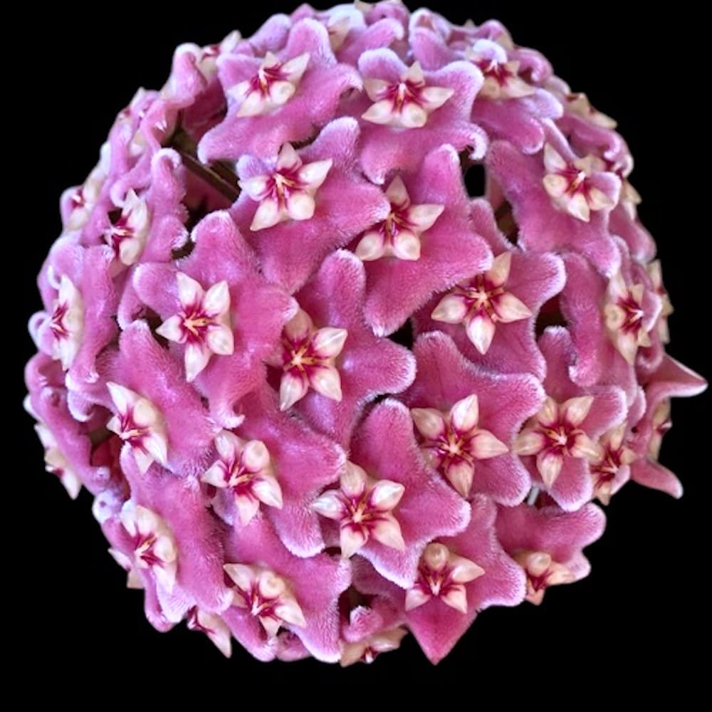 Hoya skinneriana (Hoya 'Dee's Big One')