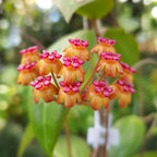 Hoya Soligamiana