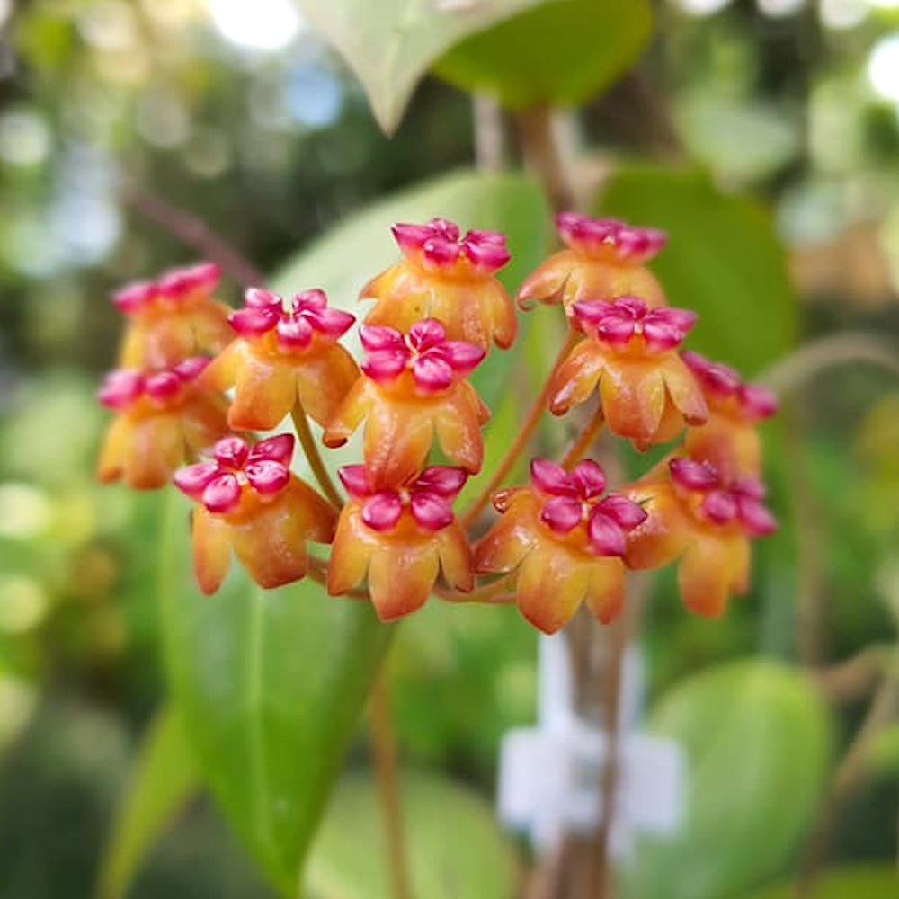 Hoya Soligamiana