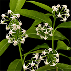 Hoya solokensis