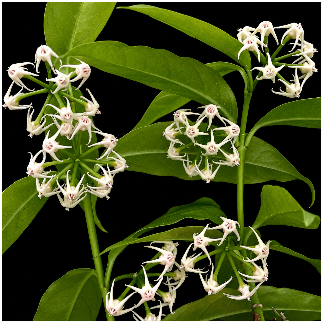Hoya solokensis