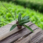 Hoya sp. Loei (SR 2007-13)