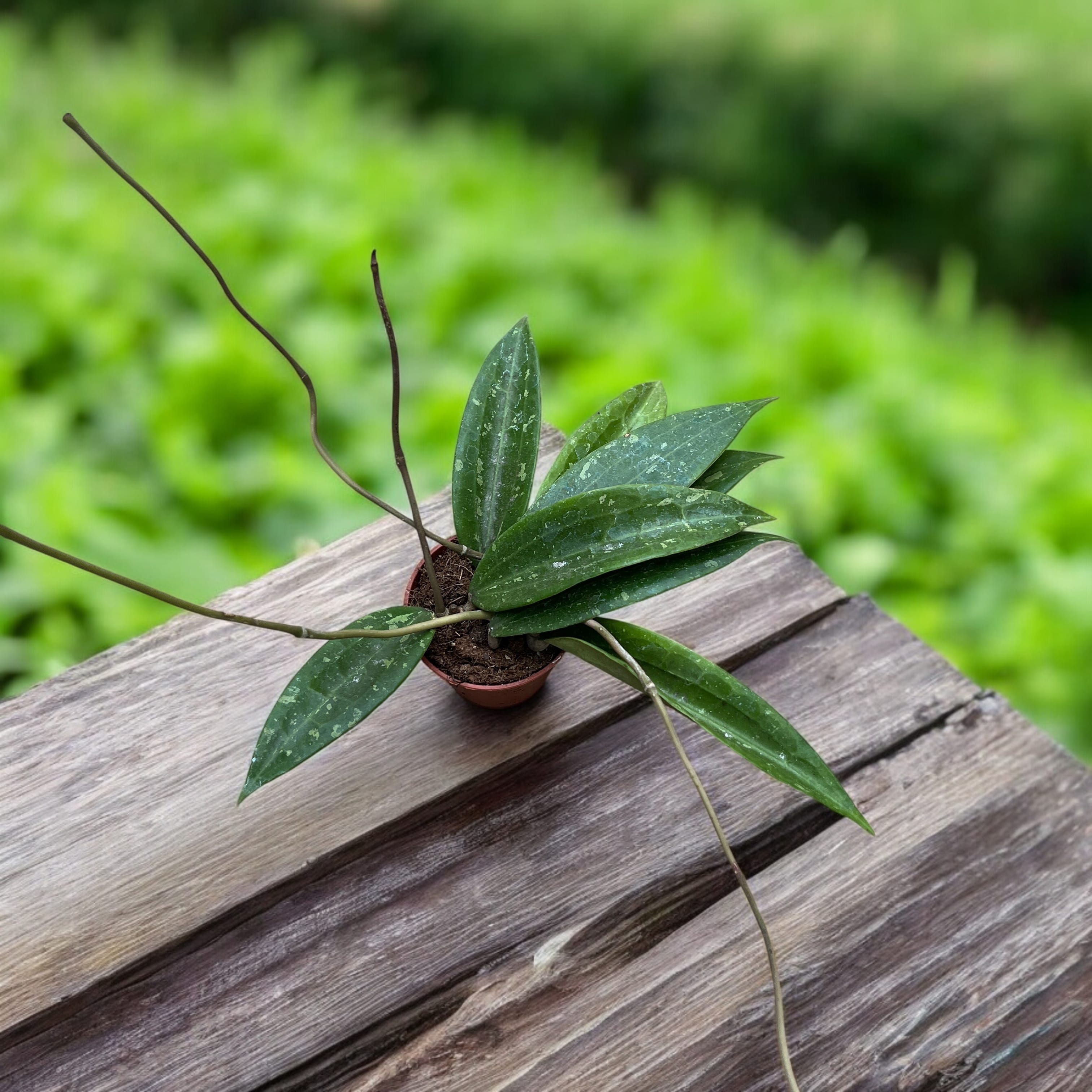 Hoya sp. Loei (SR 2007-13)