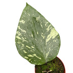 Hoya sp. Padang Sidempuan - frunze uriase