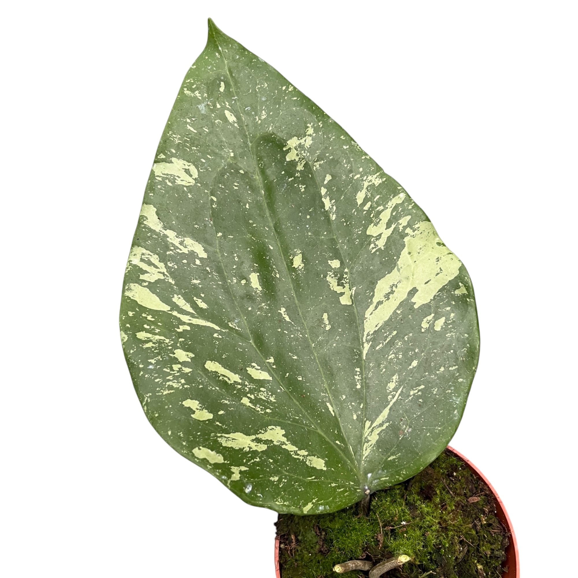 Hoya sp. Padang Sidempuan - frunze uriase