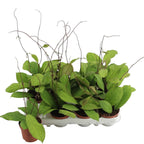 Hoya sp. Sabah (EPC-691)