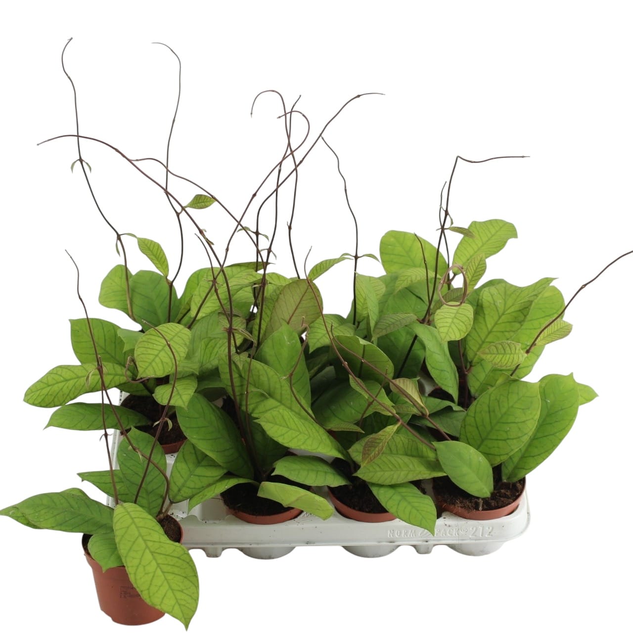 Hoya sp. Sabah (EPC-691)