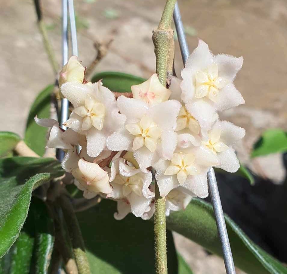 Hoya vangviengiensis