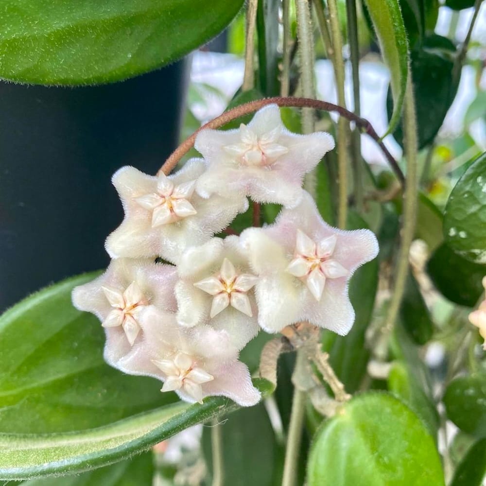 Hoya vangviengiensis D6