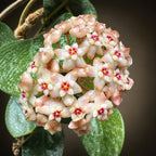 Hoya verticillata 'Nganjuk Splash'