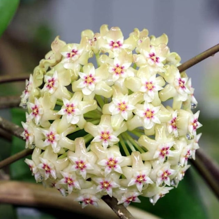 Hoya verticillata 'Splash