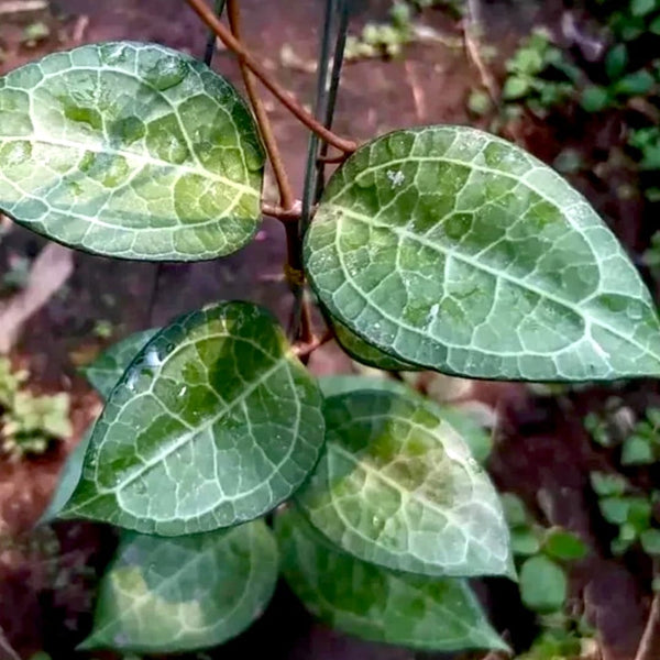 Hoya verticillata 'Wayang'