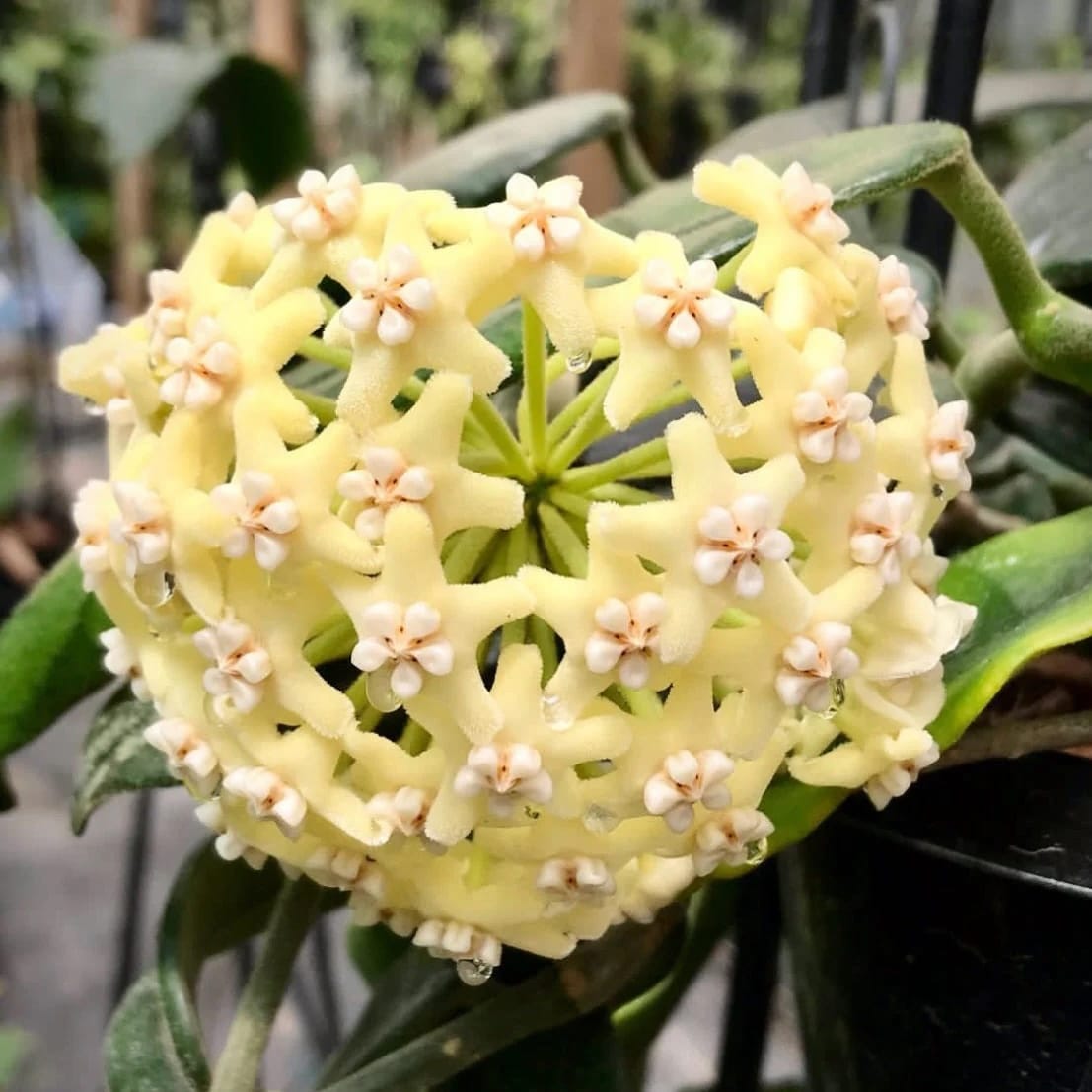 Hoya globulosa (syn. Hoya villosa)