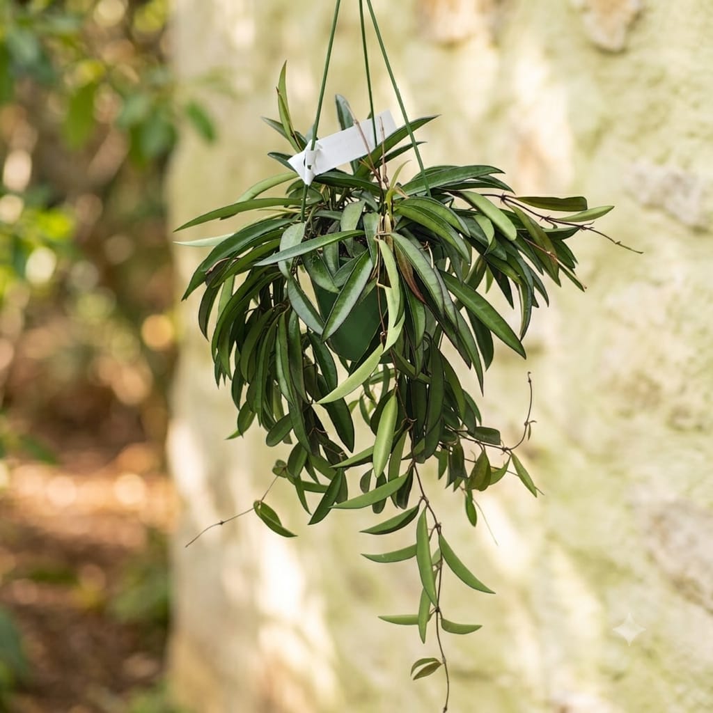 Hoya wayetii