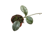 Hoya waymaniae 'Cloudy sky' (Kapuas)