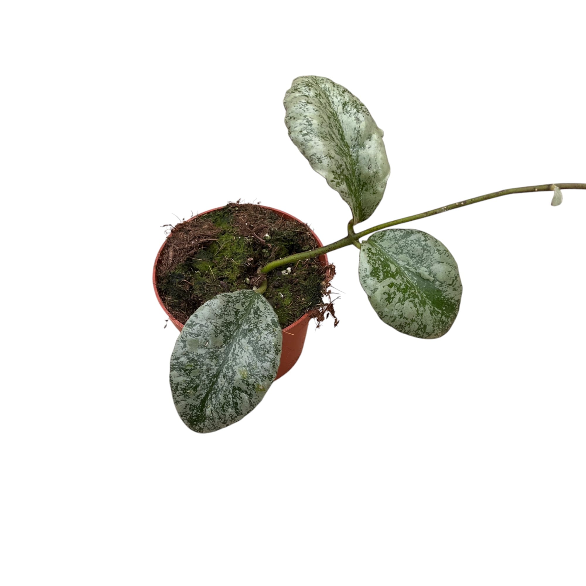 Hoya waymaniae 'Cloudy sky' (Kapuas)