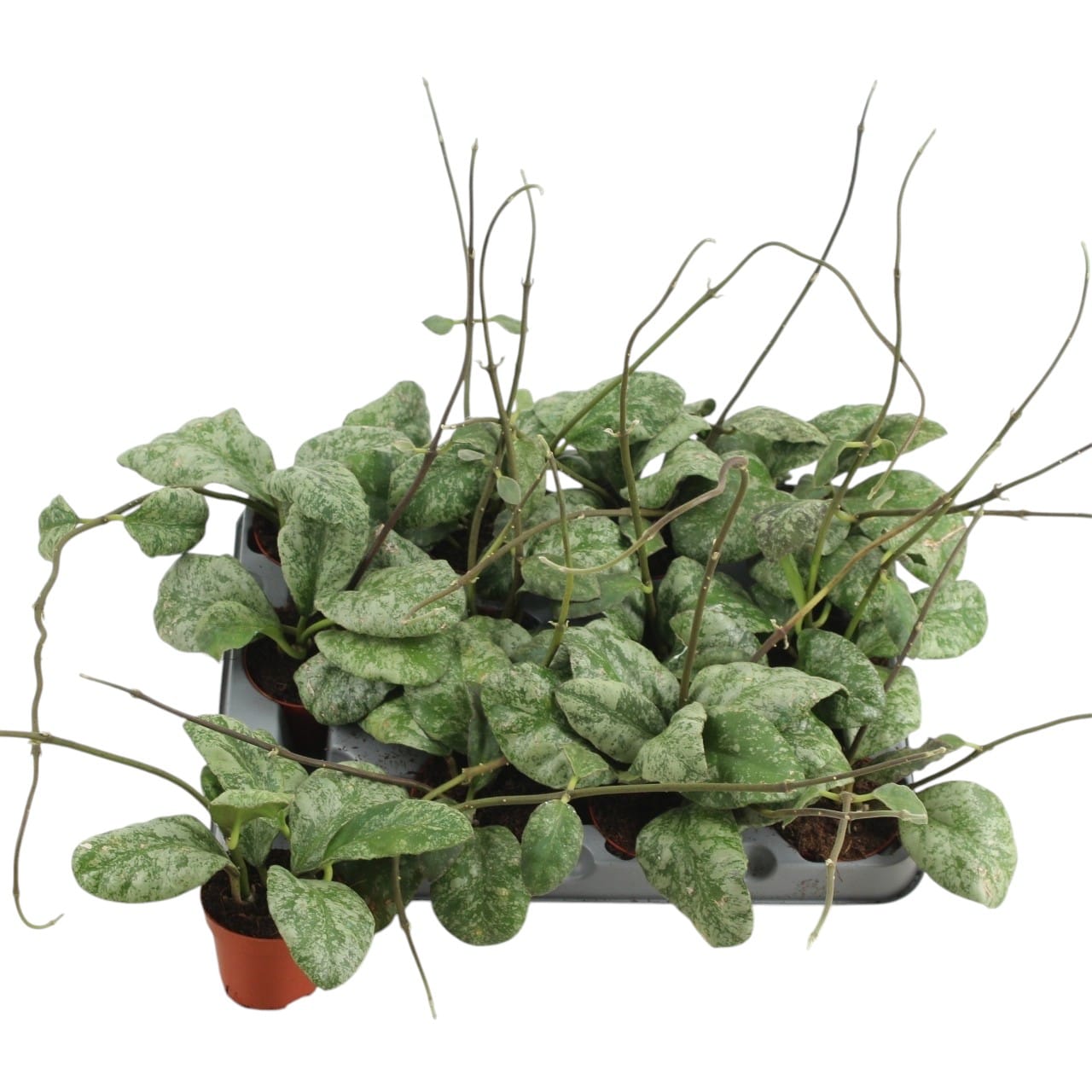 Hoya waymaniae 'Cloudy sky' (Kapuas) – Secret Garden Plant Shop