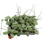 Hoya waymaniae 'Cloudy sky' (Kapuas)