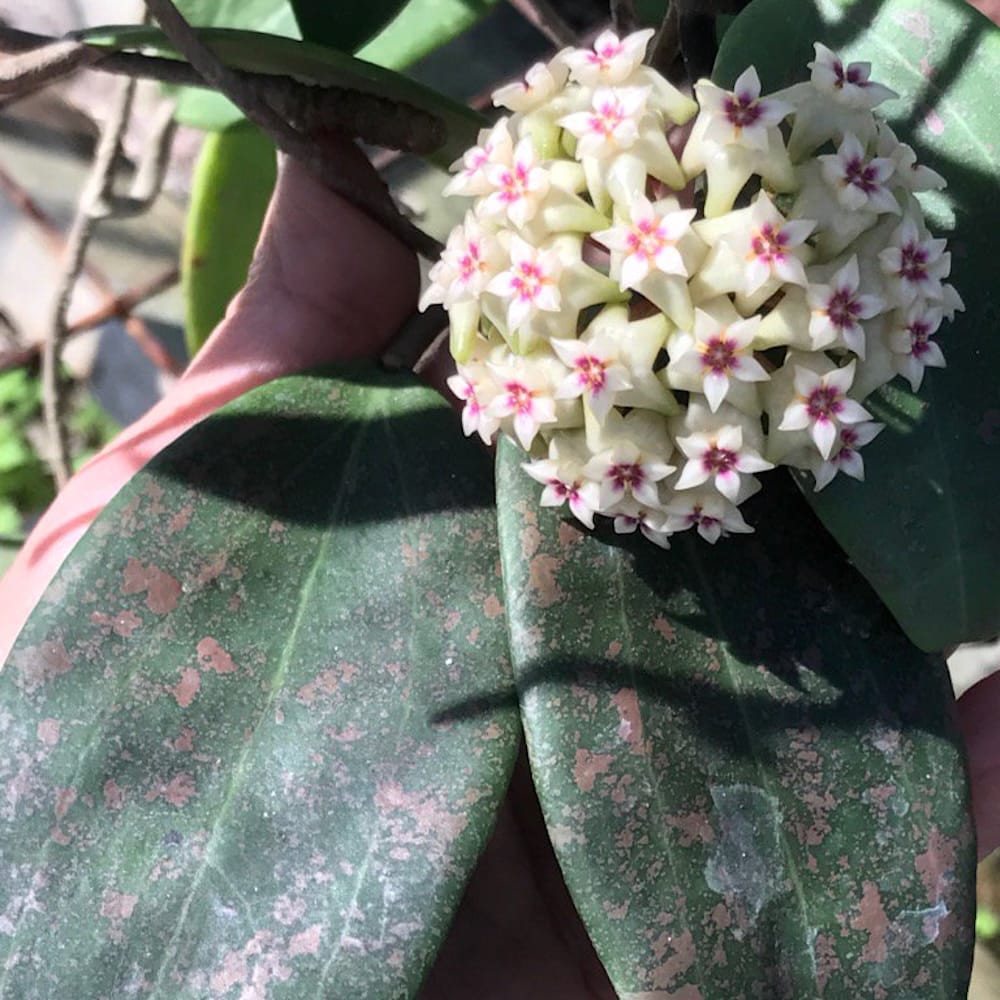 Hoya wibergiae D6