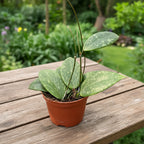 Hoya wibergiae